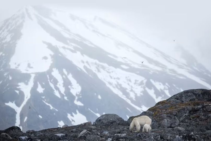 斯瓦爾巴群島的夏季 苔原、鯨魚與野生動物之旅13天- Ultramarine 海洋無垠號