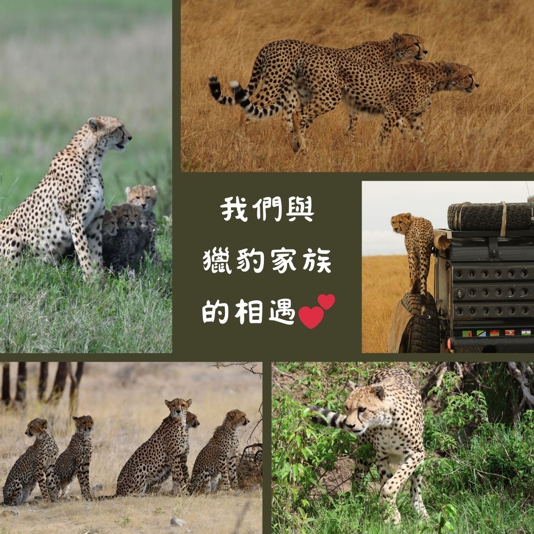 獵豹 1040 1040.jpg