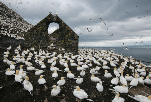 Bass Rock5.png
