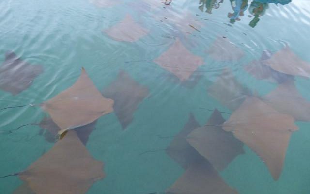 black-turtle-cove.jpg