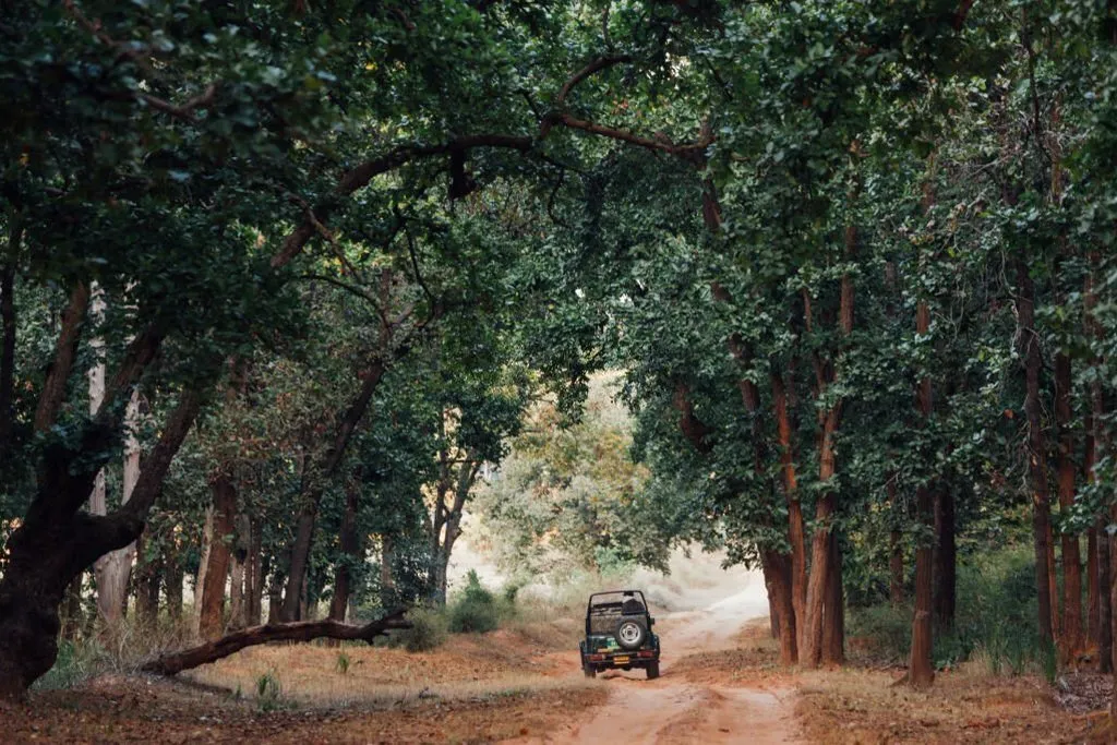 bandhavgarh-tiger-reserve-jeep-tiger-safari.webp